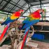 Green-winged Macaw parrots available now thumb 1