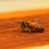 24Hr Bee Control Service | Bee Removal Service. Call Us 24/7-Free Quote thumb 3
