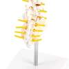 LUMBAR VERTEBRA ANATOMY MODEL PRICES IN KENYA thumb 5