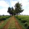 Blocks of Land For Sale in Cianda Area, Kiambu thumb 8