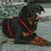 Dog Behaviour Training In Nairobi- Dog Obedience Training thumb 5