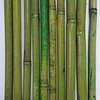 Bamboo Decorative Sticks for Decor/Craft/DIY thumb 3