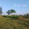 3 (50 by 100)  fertile land plots in Kamulu thumb 6