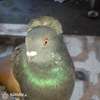 Punky male pigeon thumb 2