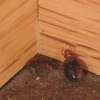 Bed Bug Pest Control In Harambee/Makongeni/Mbotela/Bahati thumb 3