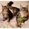 Maine coon kittens male and female available thumb 1