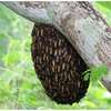 Do you have a bee problem? Get Rid of Stinging Bees Today thumb 14