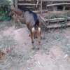 Torgen burger  Dairy Goats pedigree for sale thumb 0
