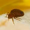 Bed Bugs Pest Control Services in Kiserian,Thindigua,Kiambu thumb 5
