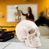 HUMAN SKULL ANATOMY MODEL PRICES IN KENYA FOR SALE thumb 9