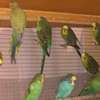 Budgie pairs for sale thumb 1
