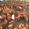 Healthy Free-Range Mixed Breed Chickens White Brown Black thumb 2