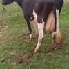 Mamayao Frisian dairy cow thumb 4