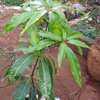 TIME TO PLANT! IMPORTED FRUIT TREE  SEEDLINGS in NAIROBI thumb 5