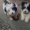 3 months old maltese breed puppies thumb 0