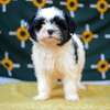 maltese fluffy puppies thumb 4