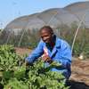 Landscaping & Gardening Services in Kenya thumb 1