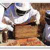 Bee Control Services Near Me | Get Rid of Stinging Bees Now. thumb 11