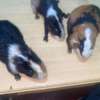 Guinea Pig thumb 8
