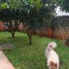 3 Bed House with En Suite in Runda thumb 1