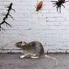 Fast Pest Control & Fumigation Thindigua | Kiambu Road thumb 1
