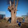 Tree Cutting Services Nairobi | Removal & Pruning thumb 3