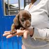 Miniature dachshund thumb 1