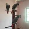 African Grey Parrots for sale. thumb 1