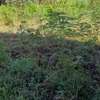 1/4 acre for sell in Busia county,teso south thumb 1