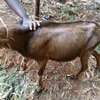 Torgen burger  Dairy Goats pedigree for sale thumb 3