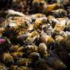 Nairobi: Live Bee Removal & Honey Bee Removal | Free Quote thumb 8