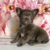 Lovely Chihuahua puppy for sale thumb 1