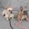 Best Dog Grooming In Nairobi - Pet Services thumb 1