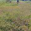 Affordable land for sale in Kiserian thumb 1