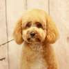 Bestcare Dog Grooming and Walking Services | Expert Groomers thumb 3