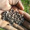 Homed Lime Co. Agricultural Lime Fine Powder Kenya thumb 3