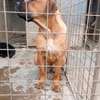 Female Boerboel available for a new home thumb 2