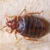 Bed Bug Fumigation and Pest Control Services Company thumb 5