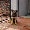 Male German shepherd puppies for rehoming thumb 0