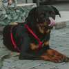 Dog Trainers | Obedience Dog Training Courses Nairobi thumb 1