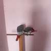 African Grey Parrots for adoption thumb 2
