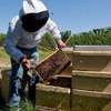 Bestcare Bee Services - A qualified beekeeping company dedicated to raise standards in beekeeping. thumb 13