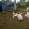 Poultry Incubators & Equipment thumb 5