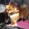 We offer safe, comfortable mobile pet grooming services thumb 0