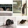 BEST Rat Control Services in Nairobi Kenya thumb 1