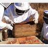 EXPERT LIVE BEE REMOVAL AND BEEKEEPING SERVICES thumb 6