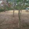 One acre land for sale thumb 1