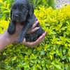 Cocker spaniel thumb 4