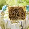 Bee Control Service : Bee Service Nairobi thumb 12