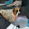 We offer safe, comfortable mobile pet grooming services thumb 1